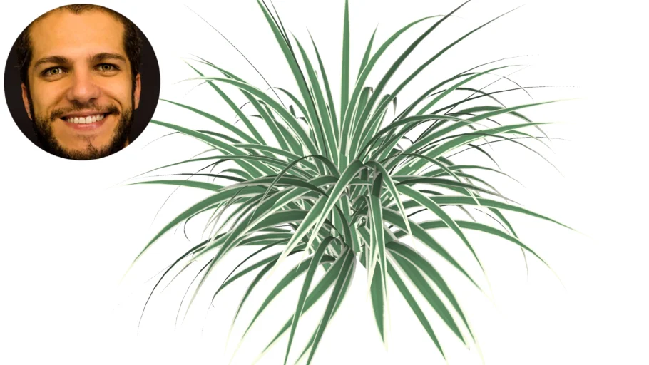 Dianella Tasmanica Dionela Dianela Dracena-guarda-chuva Ensifolia