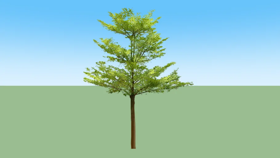 pohon