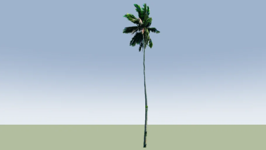 Coconut Palm Tree