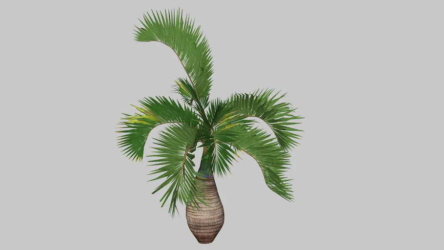 palm