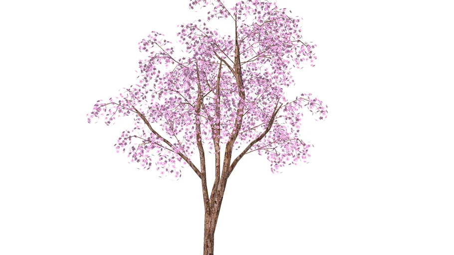 Ipê rosa Handroanthus heptaphyllus