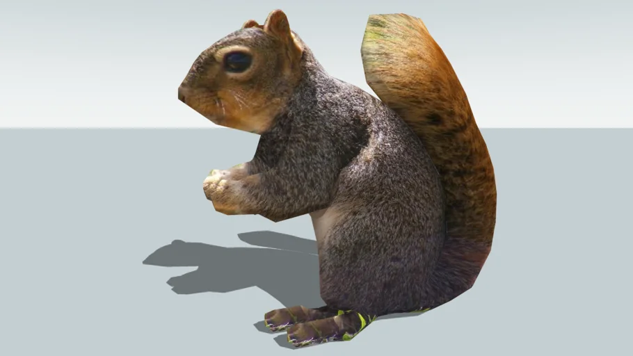 squirrel