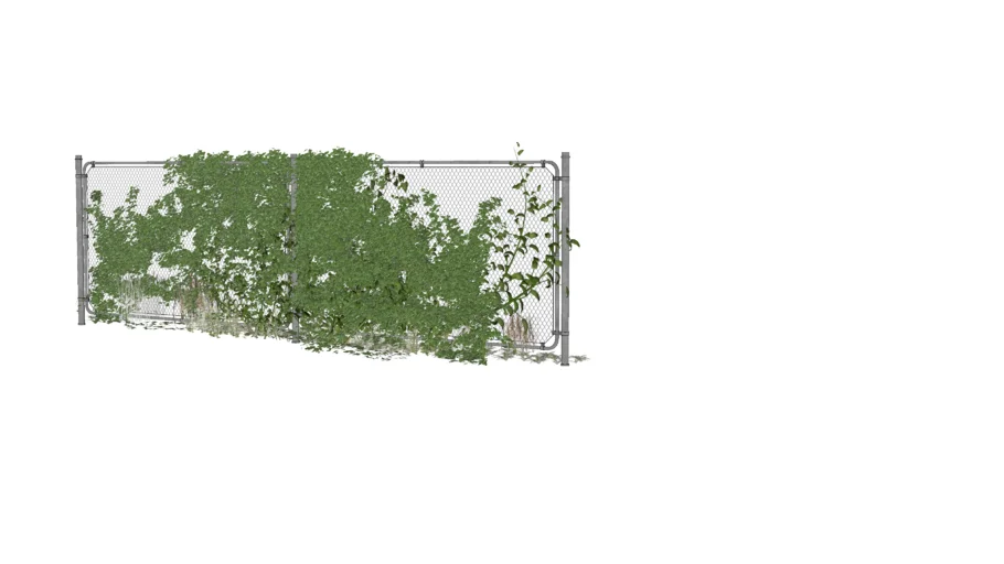 climbing Plants on wire mesh