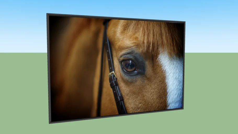 Quadro A Visão do Cavalo