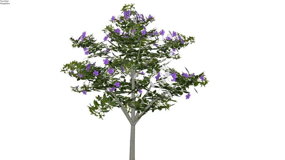 Brunfelsia uniflora - Manacá de cheiro