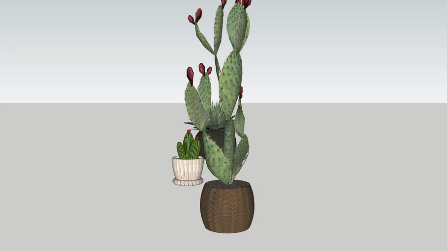 Cactus - DIG