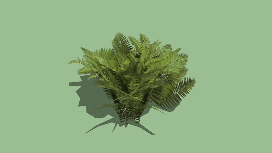 Fern