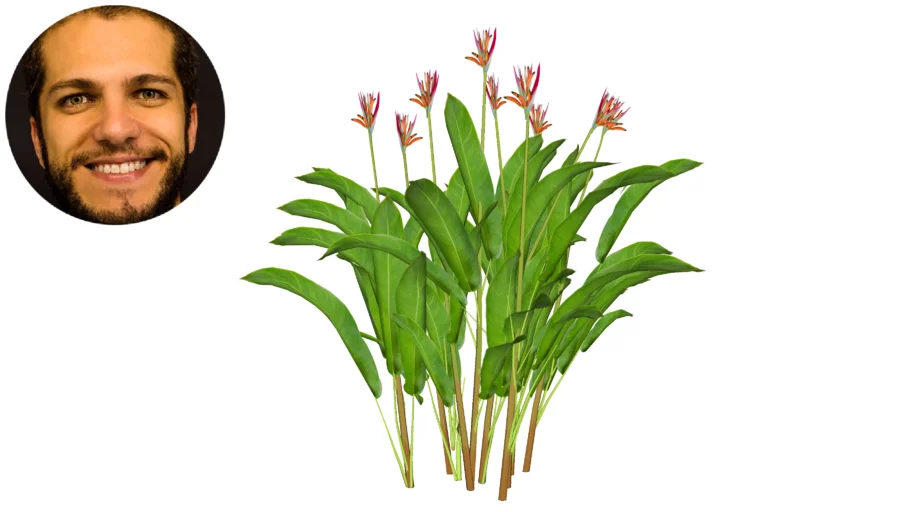 Heliconia psittacorum Helicônia papagaio Tracoá Caetezinho