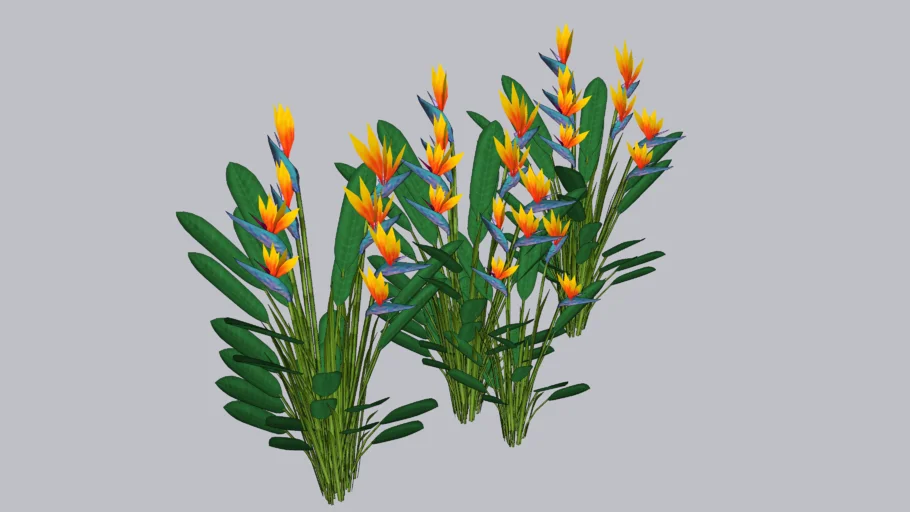 Planta - Estrelícia (Strelitzia reginae)