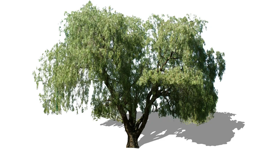 Schinus molle - Pirul - Schinus peruwiański - Peruvian pepper