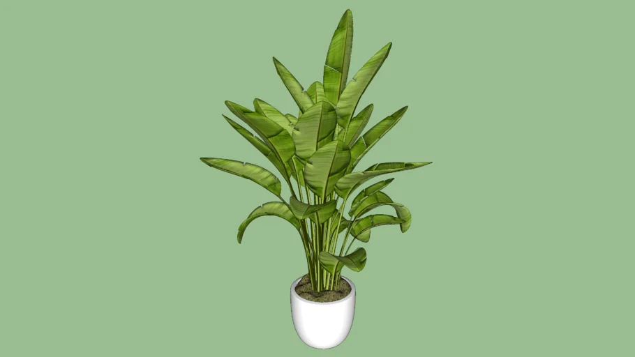 plant