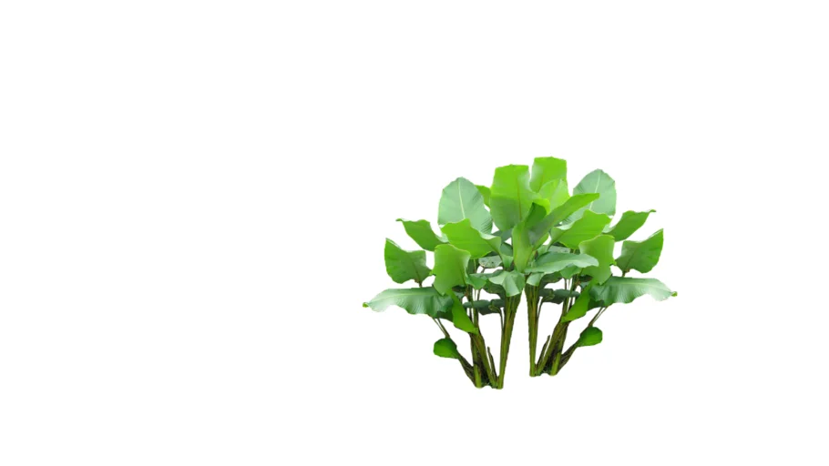Plant - Calathea Lutea