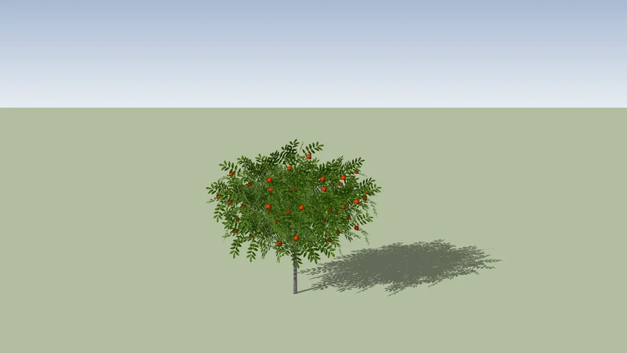 Punica granatum