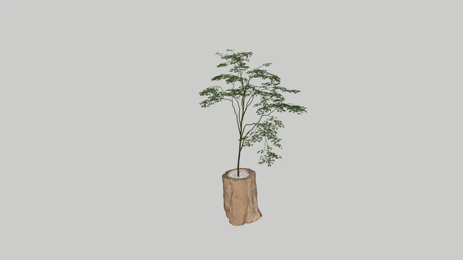 Wabi Sabi Plant