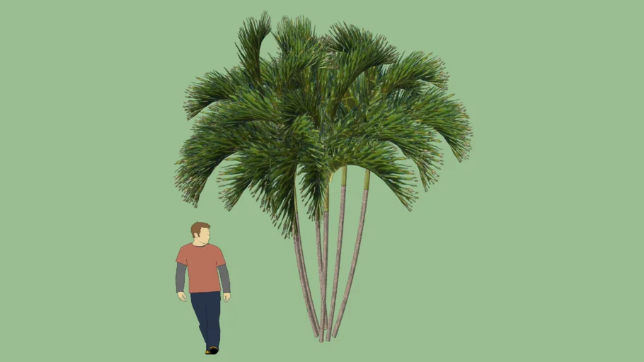 Areca Bambu