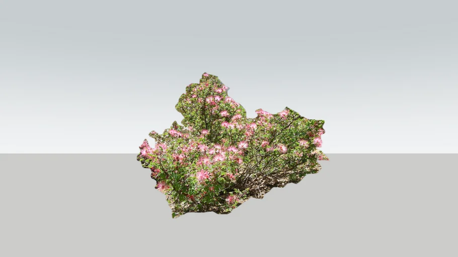 Calliandra eriophylla