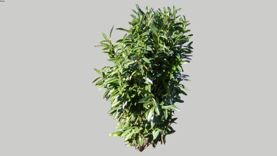Skip Laurel