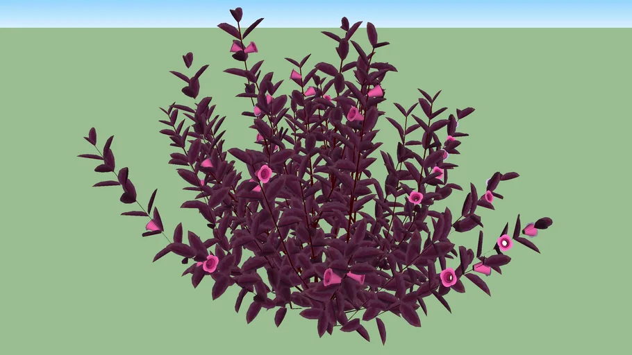 Mắt nai -  Alternanthera dentata
