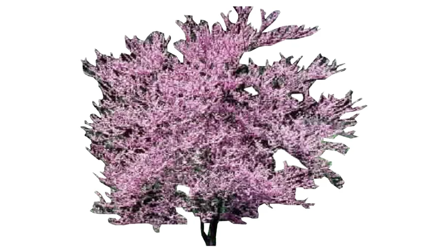 2d Face Me Eastern Redbud