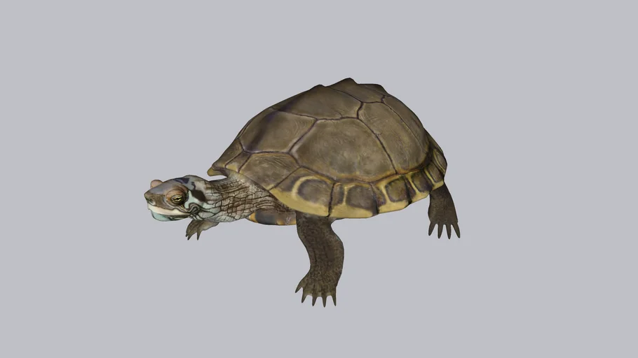 Turtle | 3D Warehouse