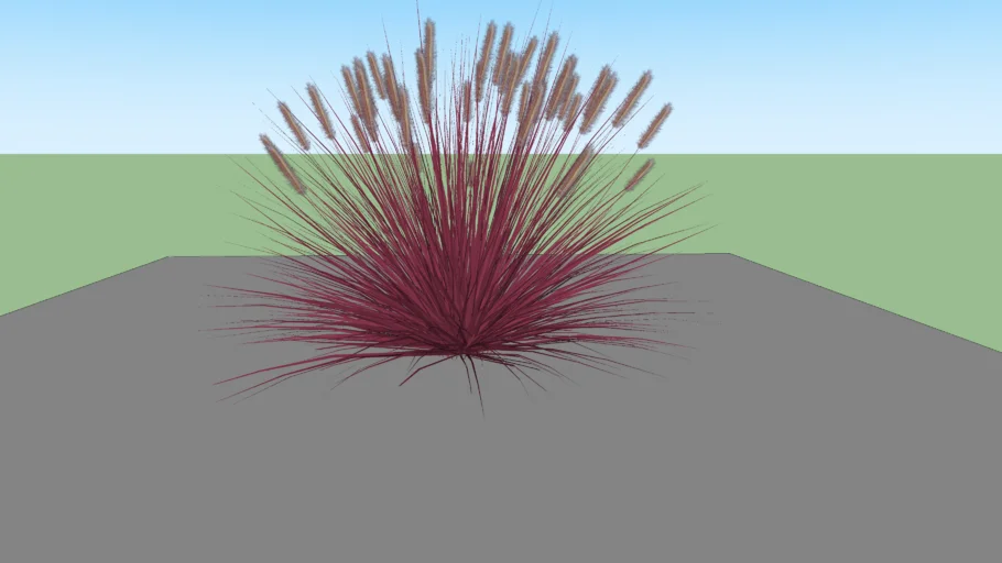 Capim do texas, Capim roxo, Capim rubro, grass, Pennisetum setaceum