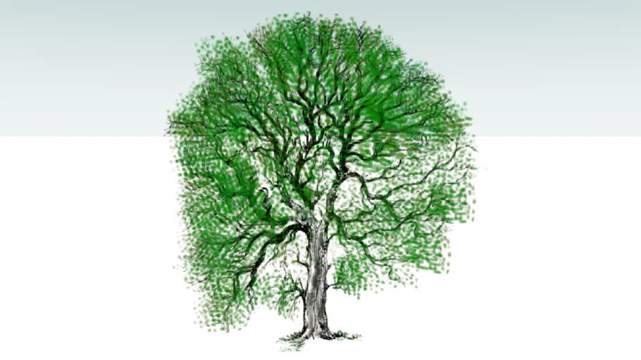 spring oak tree