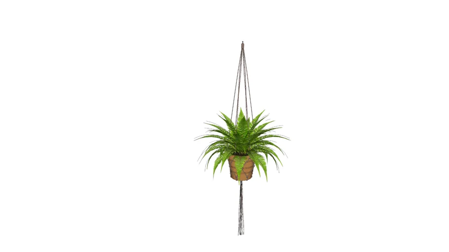 FERN / HELECHO COLGANTE