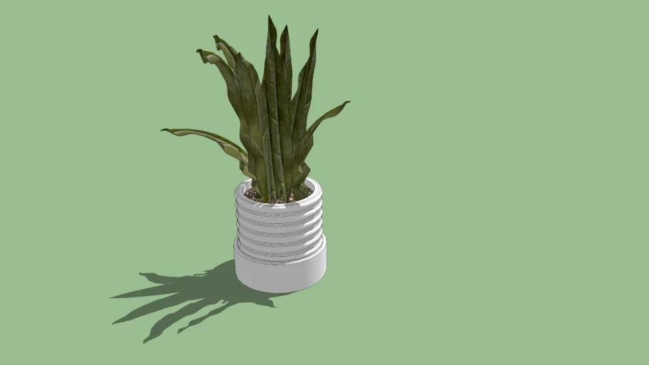 indoor plant