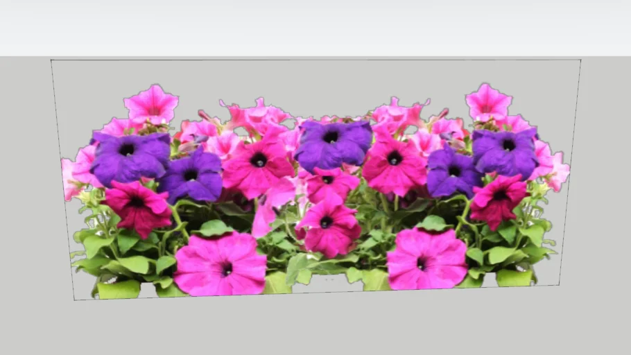 annual flowers