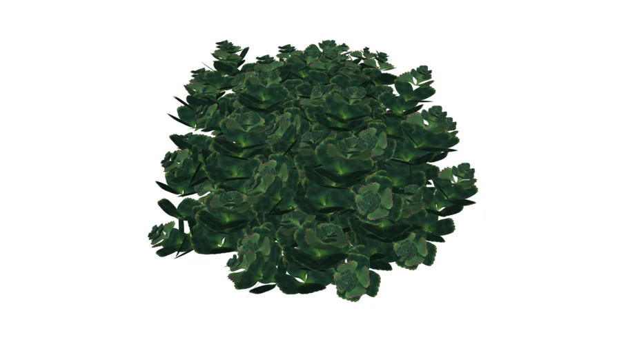 Carissa macrocarpa
