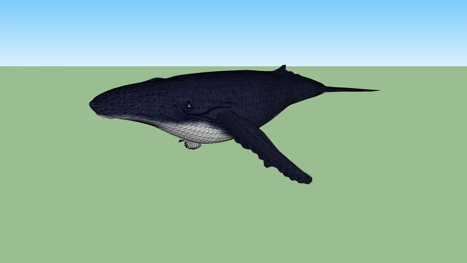 Humpback Whale