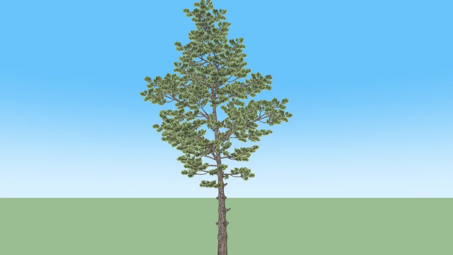 Realistic pine tree