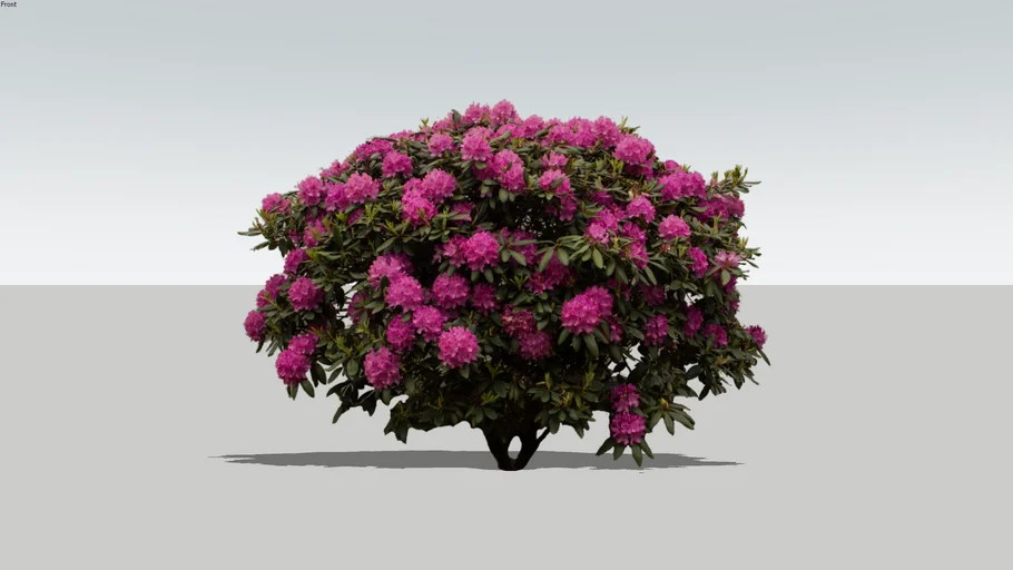 Rhododendron