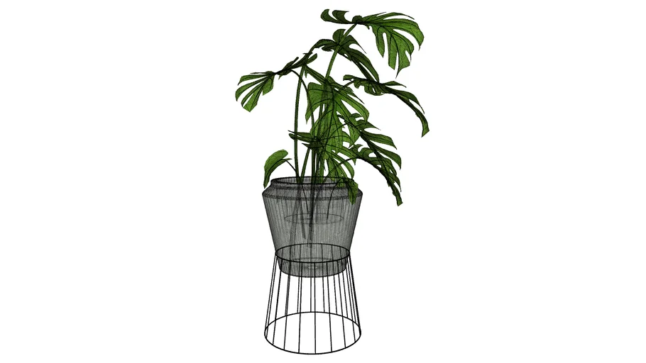 PLANT