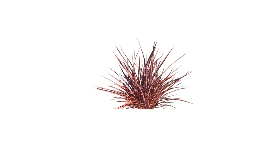 Red Flax Bush