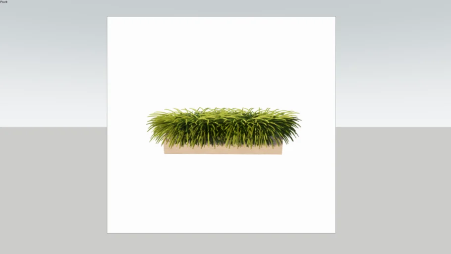TANAMAN/RUMPUT ILALANG EKOR KUDA, ALANG ALANG, LOVEGRASS