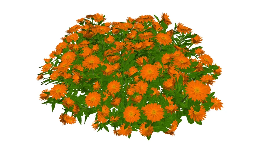 Zinnia elegans  百日草百日菊花植物 www.1skp.com