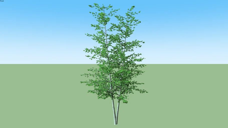 Birch Paper Betula papyrifera