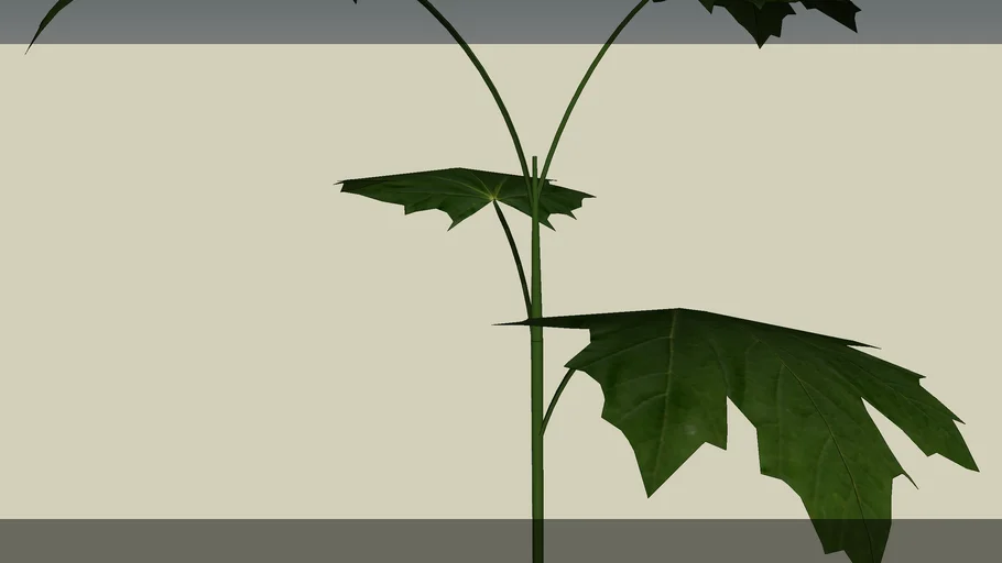 Maple Tree Sapling - Young small maple tree