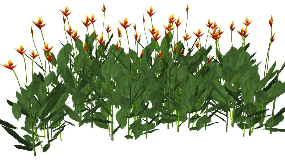 Heliconia psittacorum