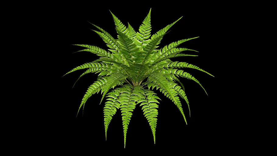 Samambaia