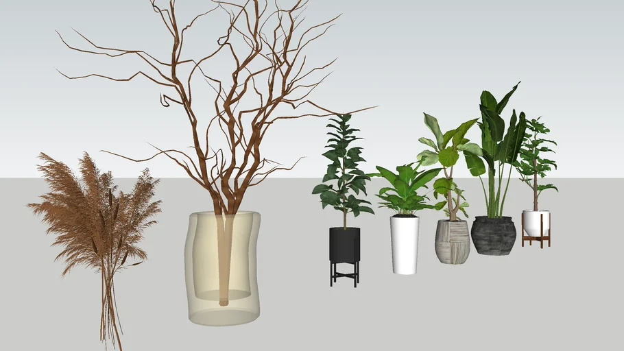 Plant in a pot 1