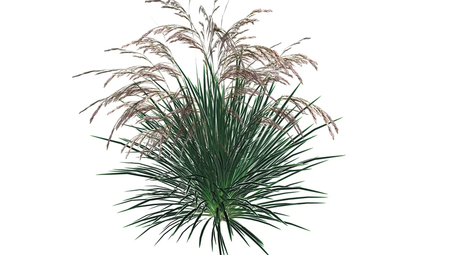 deschampsia