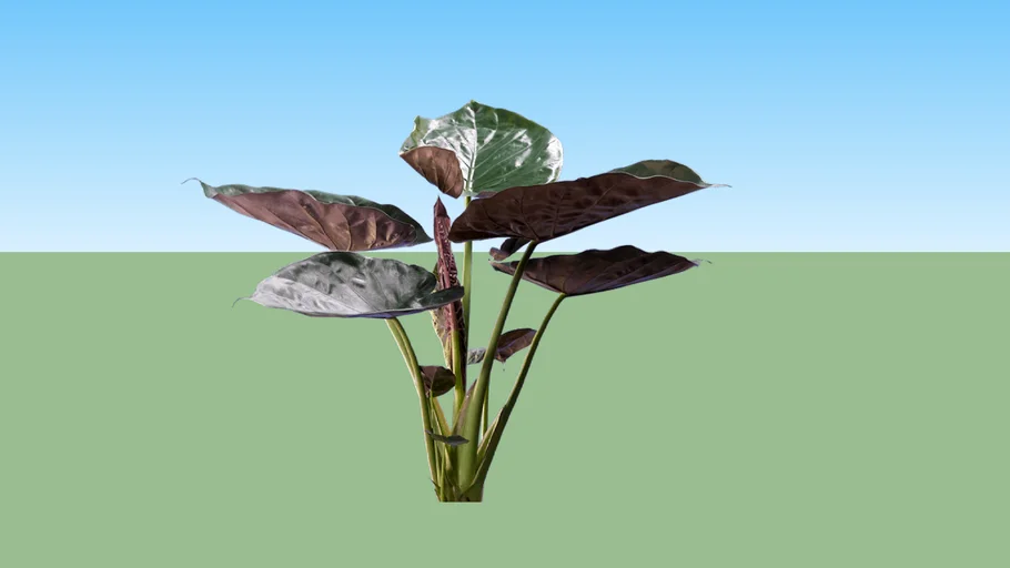 Alocasia Wenitii