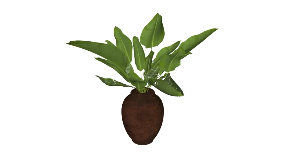 TROPICAL PLANTS