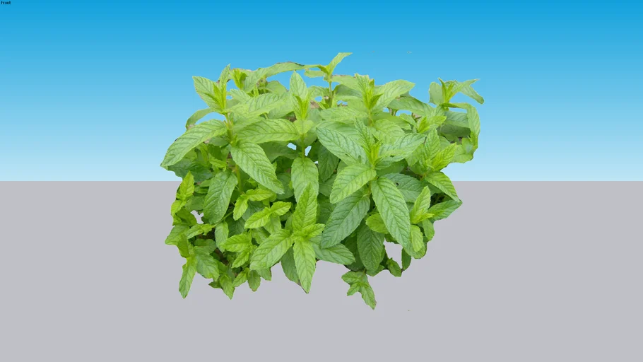 Menta - Peppermint