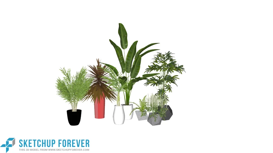 planta vasos