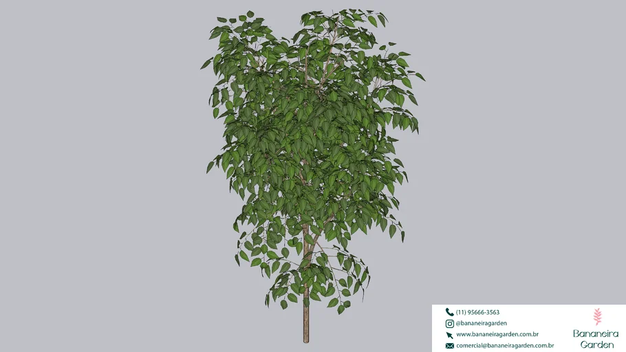 PLANTA ARVORE AVENCA PRESERVADA