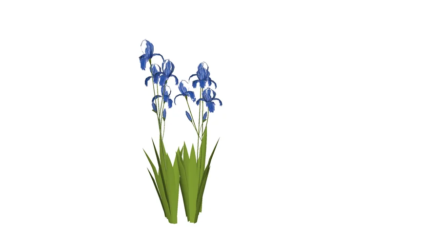 Iris Germanica - Blueberry Bliss