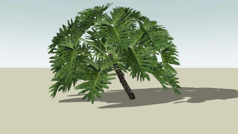 Split Leaf Philodendron